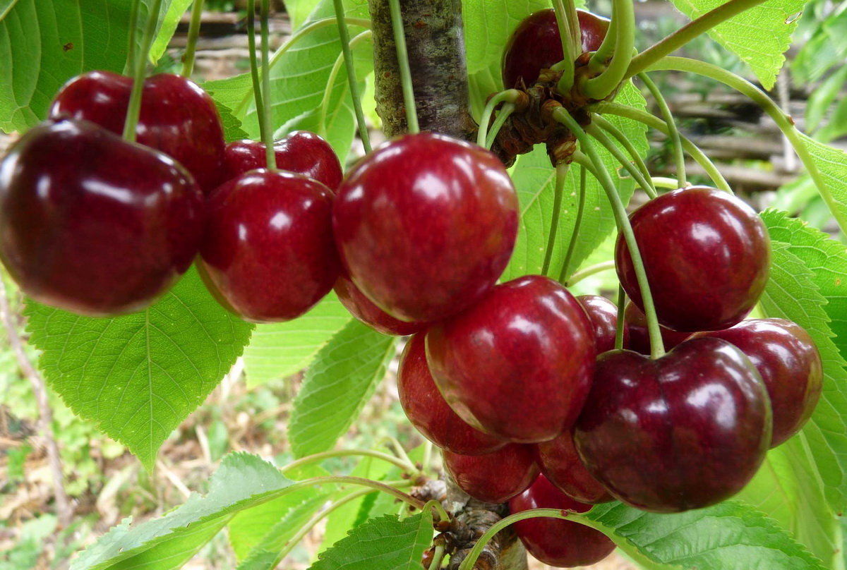 Плодовые культуры для сибири: устойчивые сорта яблони, груши, сливы, вишни
