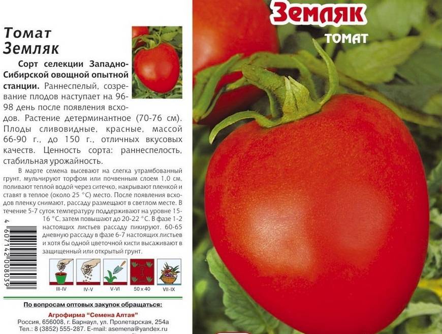 Характеристика томата Земляк и выращивание сорта
