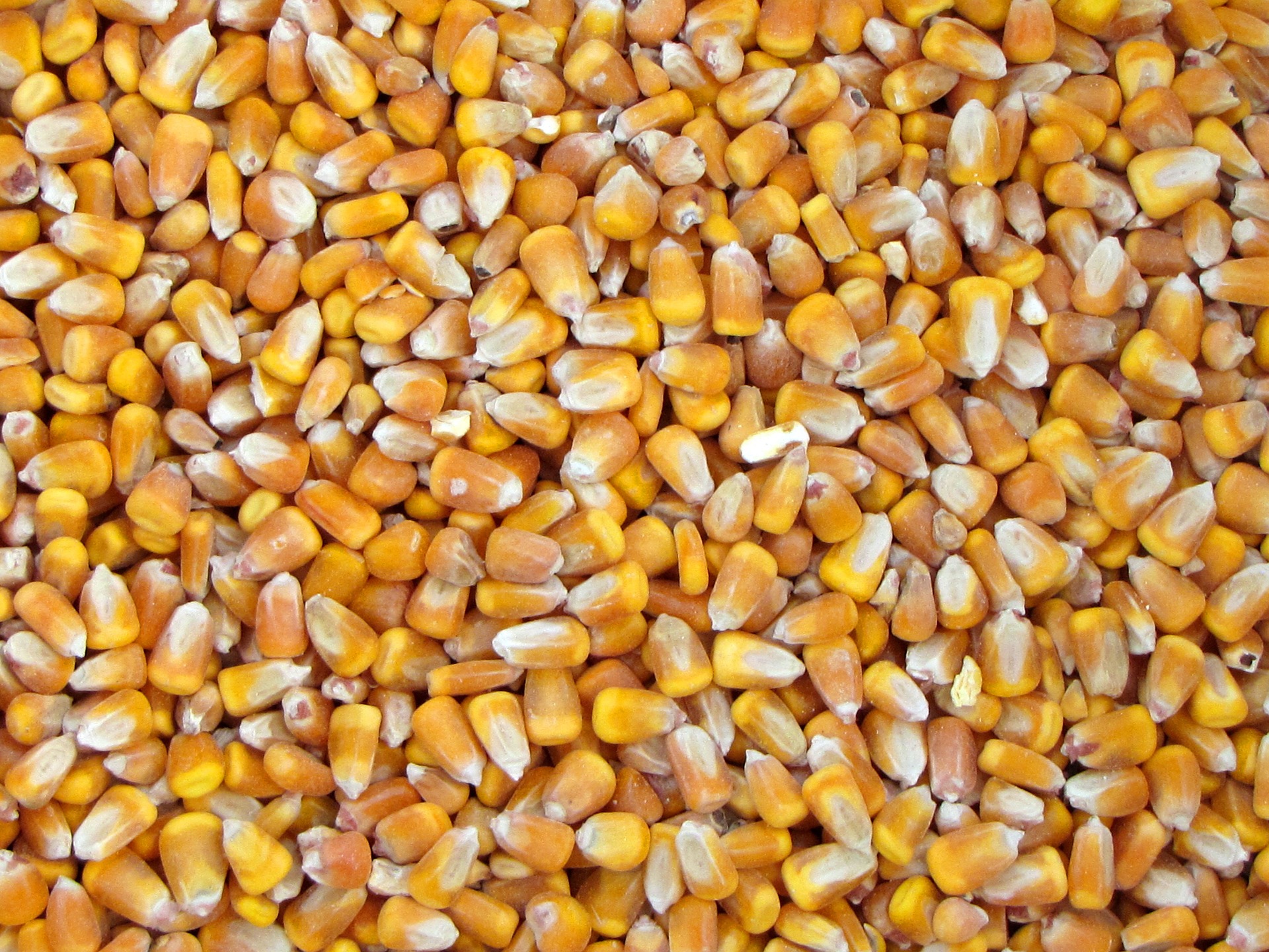 Как отличить фуражную и пищевую кукурузу, лучшие сорта и применение