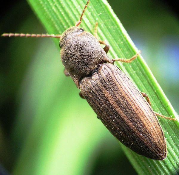 Колорадский жук: средство, борьба, народные и химические методы защищающие от вредителя | спутниковые технологии