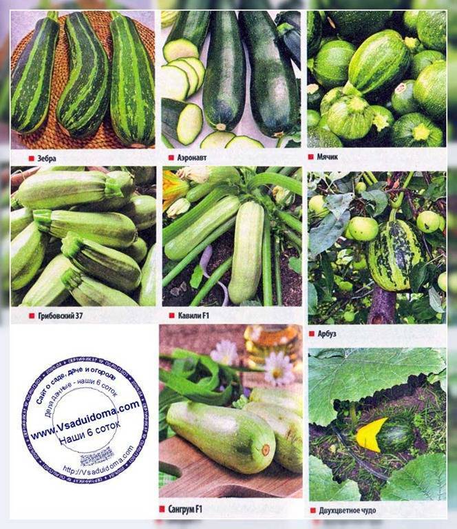 Сорт кабачка цукеша, описание, характеристика и отзывы, а также особенности выращивания