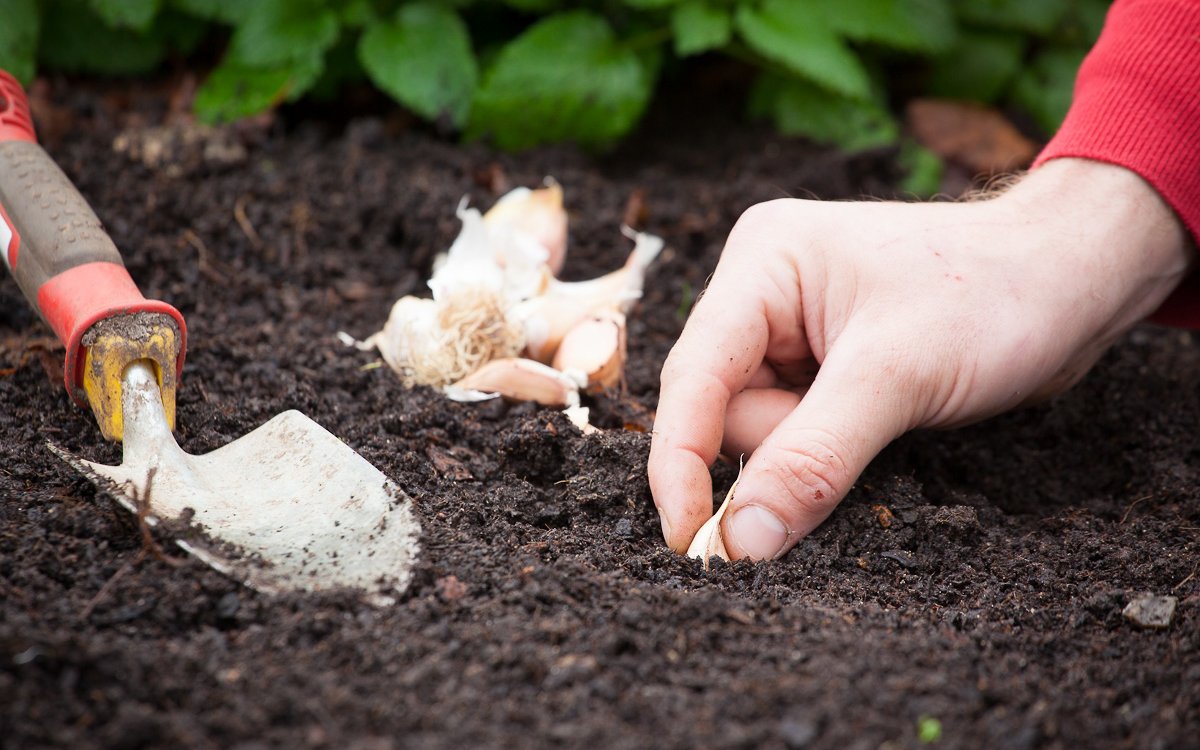 Подготовка почвы под чеснок осенью, какие удобрения использовать