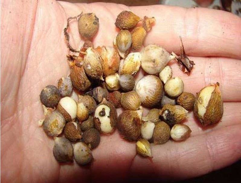 Как вырастить крупные луковицы гладиолусов из деток
