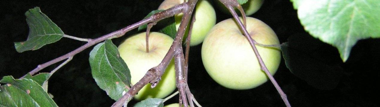 Сорт яблок кандиль орловский: характеристика, описание сорта, посадка и уход