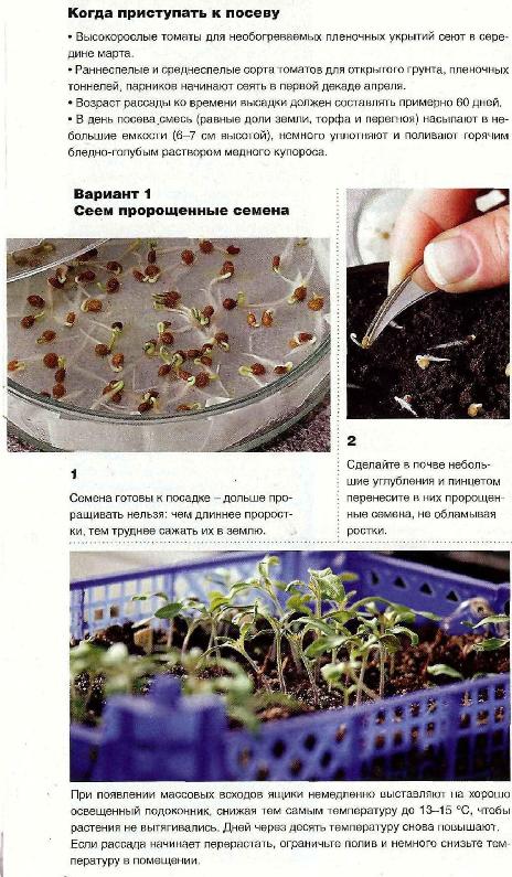 Проращивание семян томатов перед посадкой на рассаду: надо ли осуществлять этот процесс, как правильно подготавливать зерна помидоров, а также дальнейший уход русский фермер