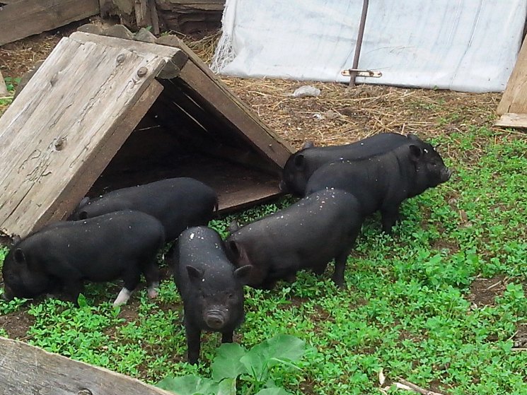 Вьетнамские свиньи — правила содержания, варианты разведения и выращивания в домашних условиях (90 фото)