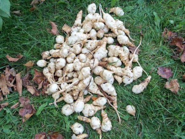 Правила и средства борьбы с топинамбуром — как вывести земляную грушу с огорода? меры профилактики