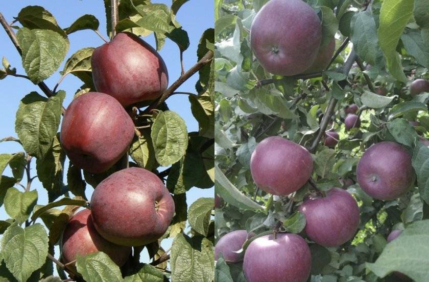 Яблоня орловим: особенности сорта и ухода