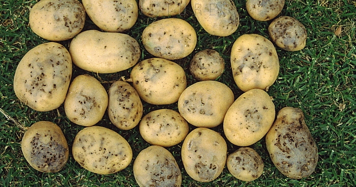 Меры борьбы с картофельной молью