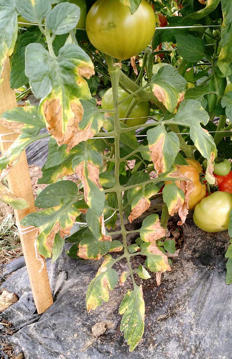 Фузариоз рассады томатов: фото растений с признаками увядания, причины появления инфекции, способы лечения помидоров и профилактические меры