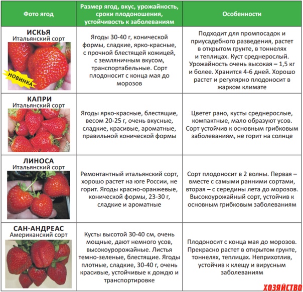 Клубника азия: описание итальянского сорта, отзывы садоводов и правила выращивания и ухода за ягодой
