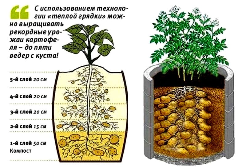 Выращивание картофеля в мешках: технология, уход, видео