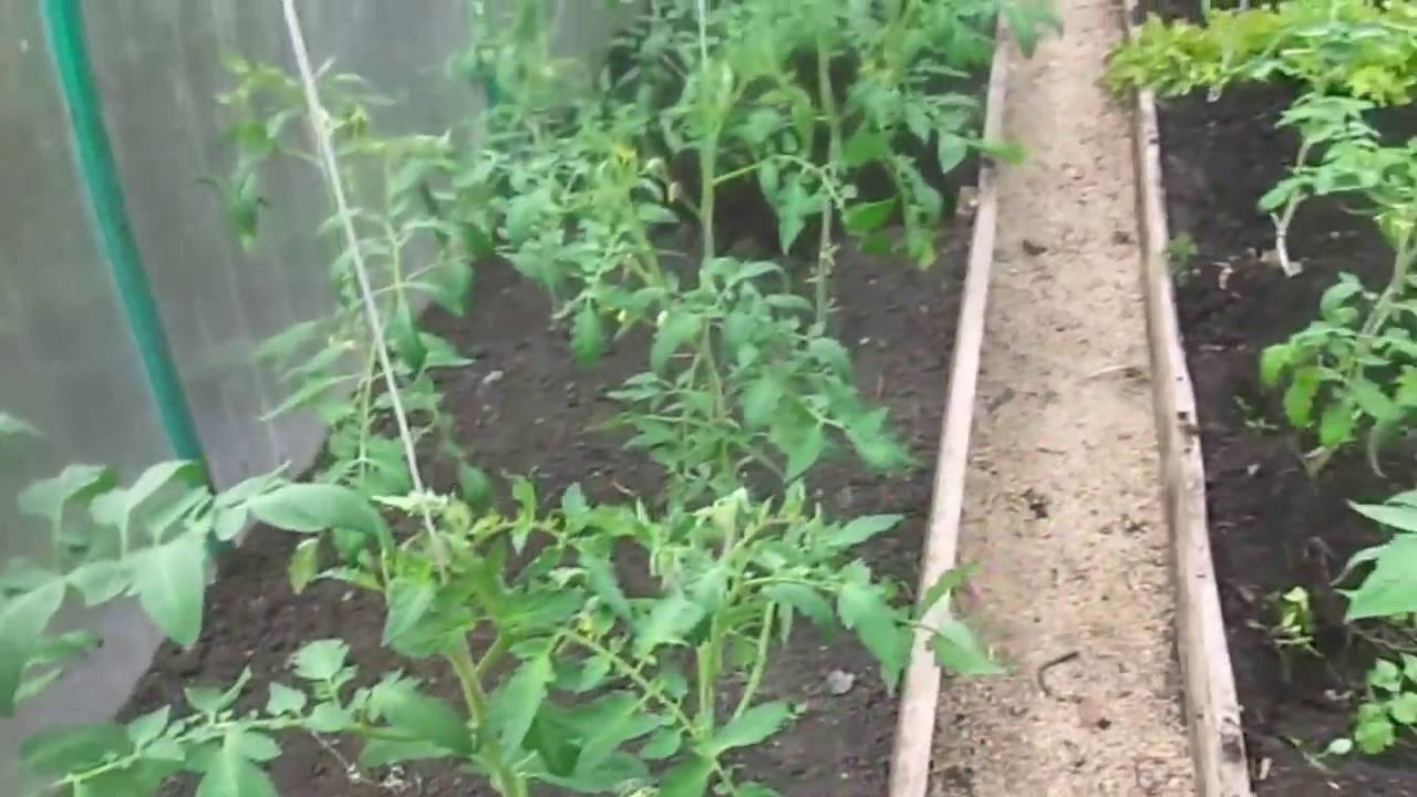 Как правильно окучивать помидоры в открытом грунте фото