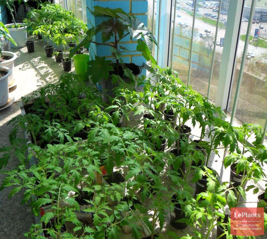 Уход за рассадой помидоров в домашних условиях, правила выращивания