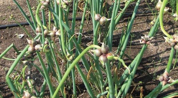 Многоярусный лук: посадка и уход, фото растения