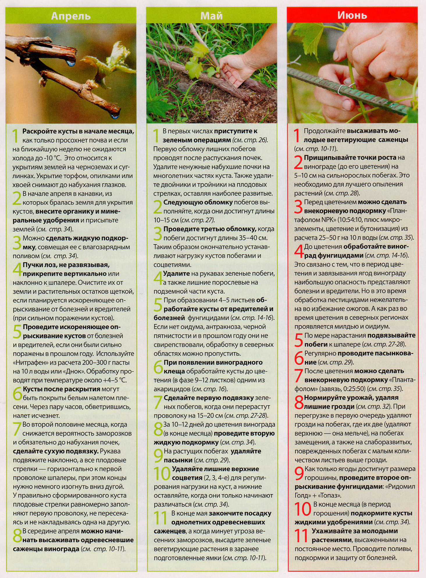 Виноград алешенькин: описание и характеристики сорта, посадка и уход с фото