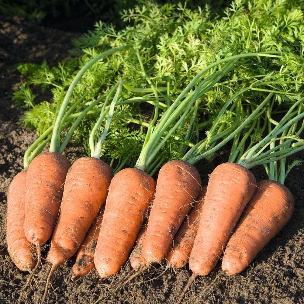 Самый урожайный сорт моркови канада f1