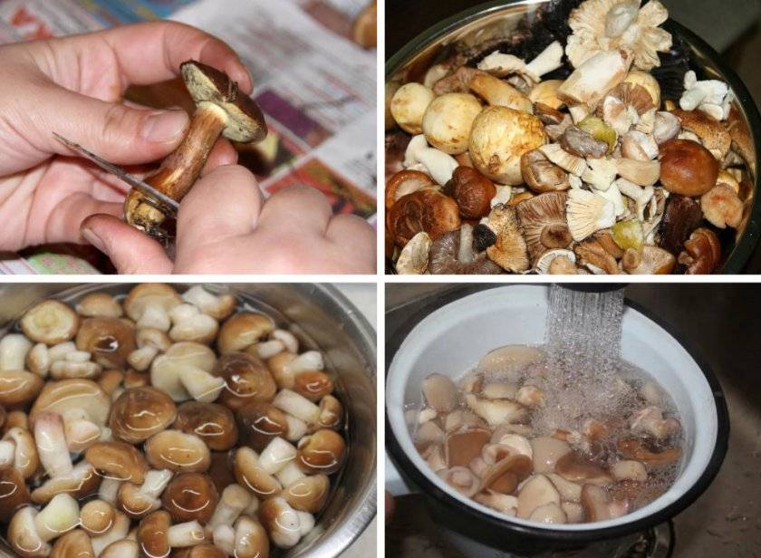 Засолка волнушек на зиму холодным способом: рецепты, фото и видео соления грибов