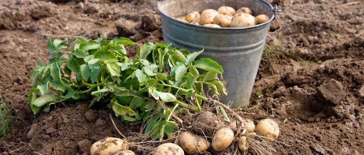 Выращивание картофеля рассадным методом в домашних условиях