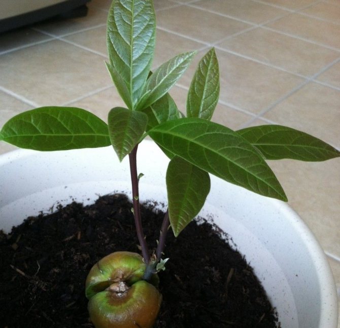 Как посадить и вырастить авокадо дома