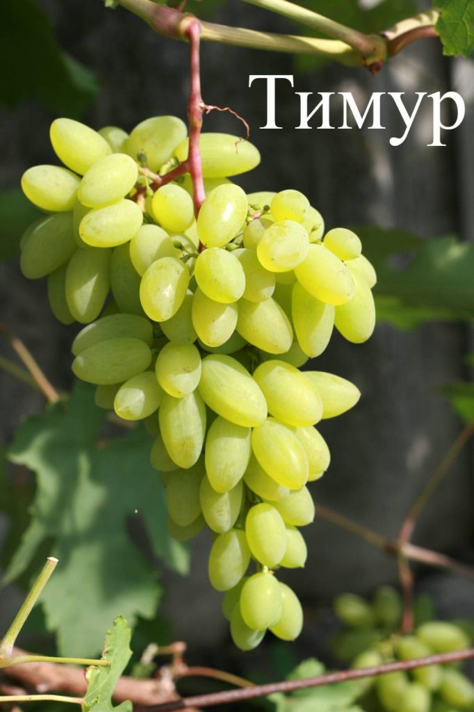 Виноград тимур (розовый): описание сорта, выращивание, уход и отзывы