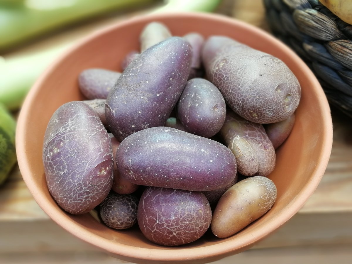 Фиолетовый картофель — характеристика этого необычного сорта корнеплодов с фото