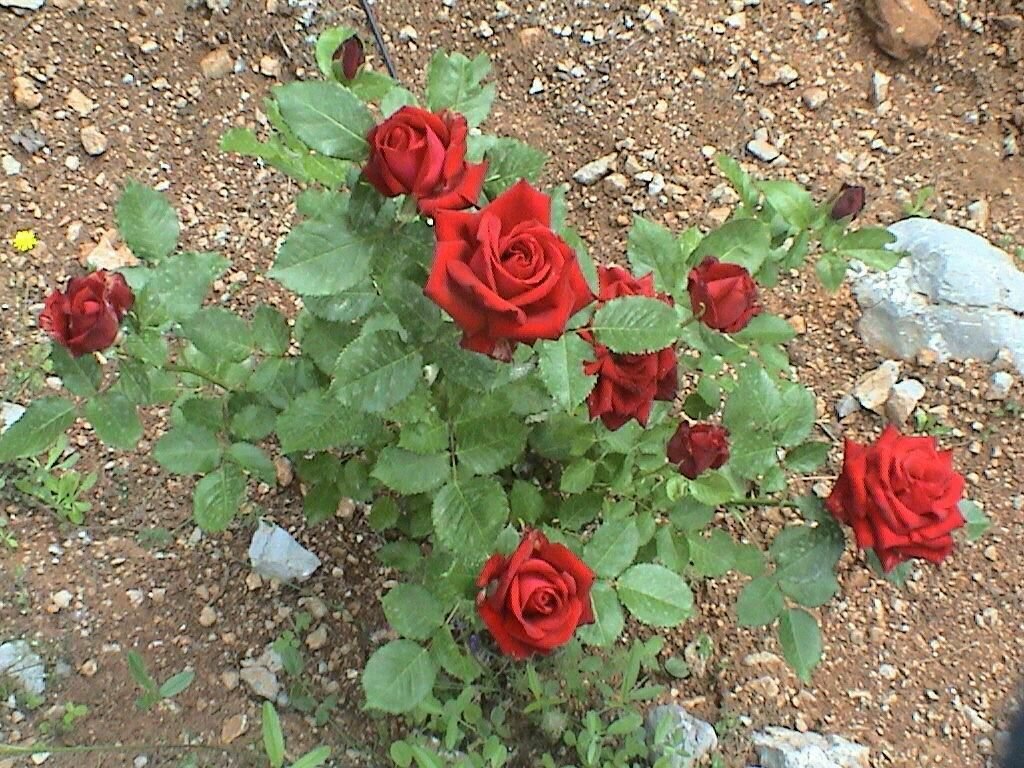 Плетистая роза сантана: фото и описание, отзывы