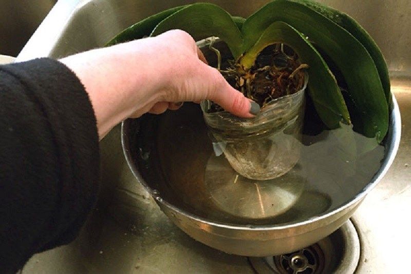 Как посадить детку орхидеи в домашних условиях правильно: фото и видео-советы