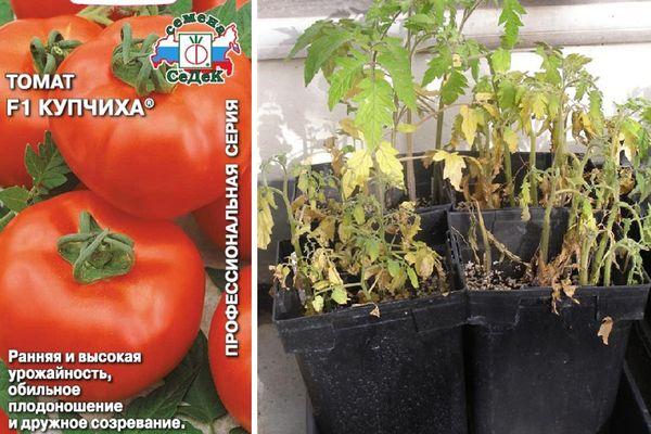 Описание раннеспелого томата Купчиха, выращивание и правила ухода