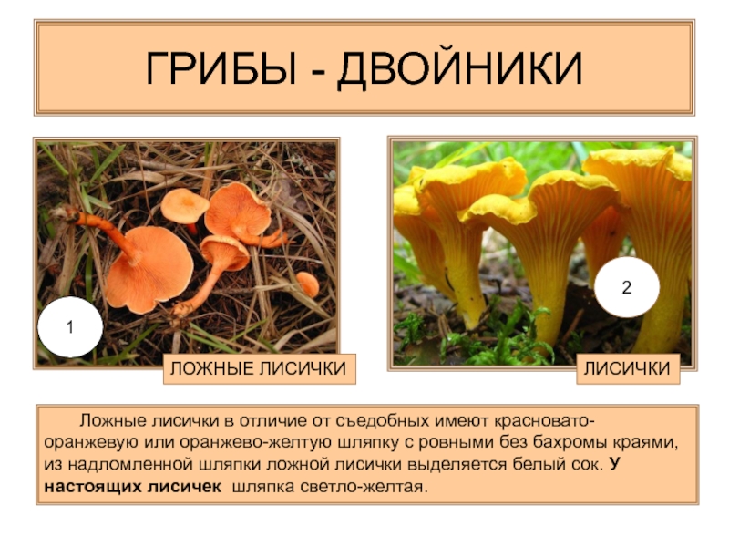 Где растет цезарский гриб (царский гриб), его описание и сходные виды