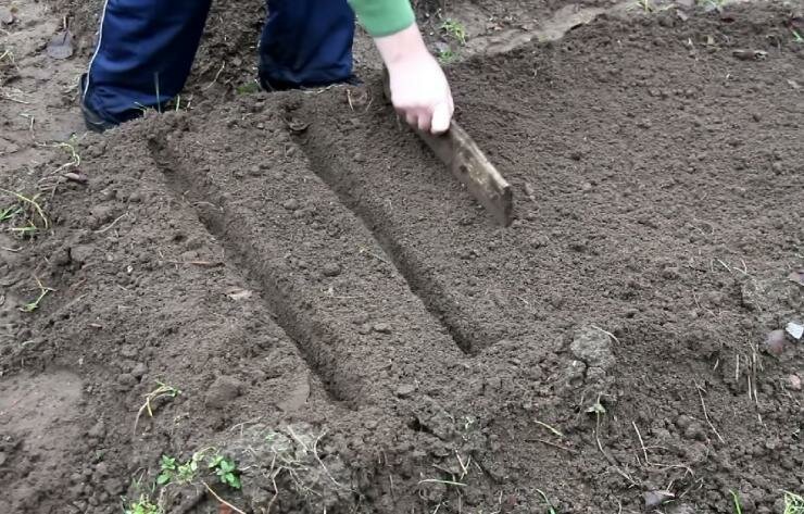 Как сажать свеклу схема