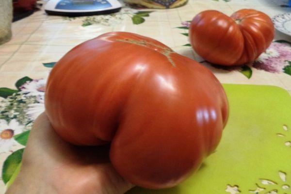 Томат «сахарный гигант»: характеристика и описание сорта – все о томатах. выращивание томатов. сорта и рассада.