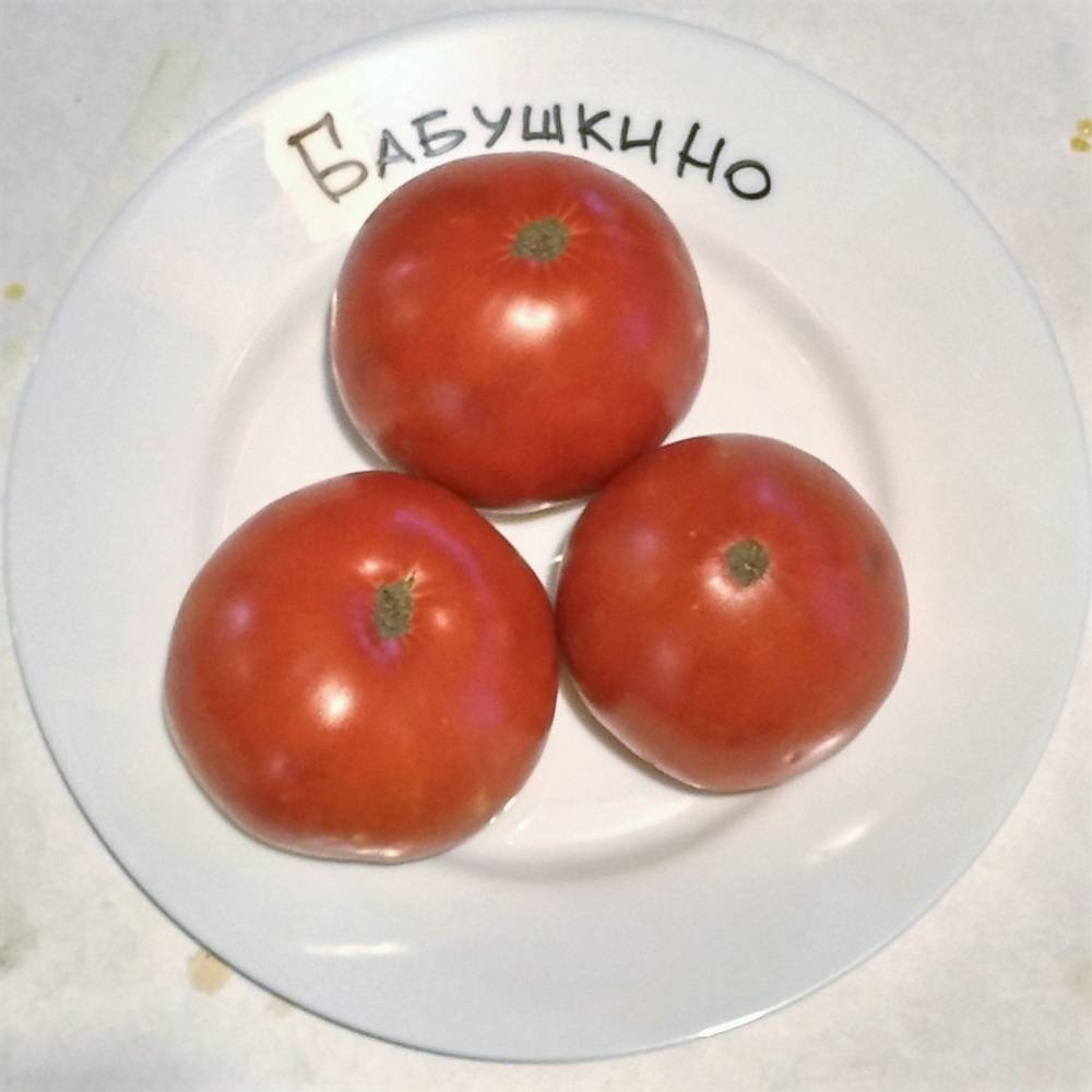 Голландские сорта томатов: описание, фото, отзывы