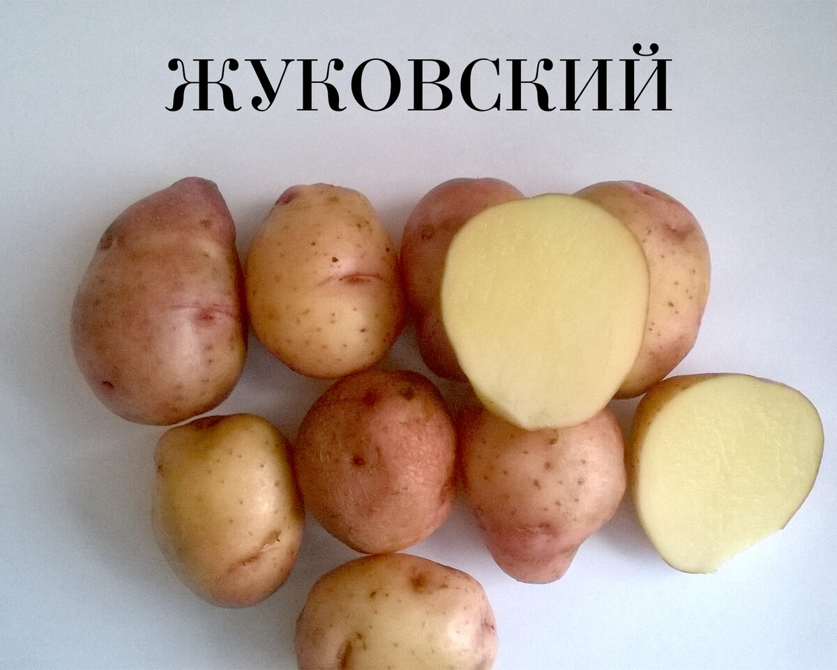 Описание сорта картошки невская
