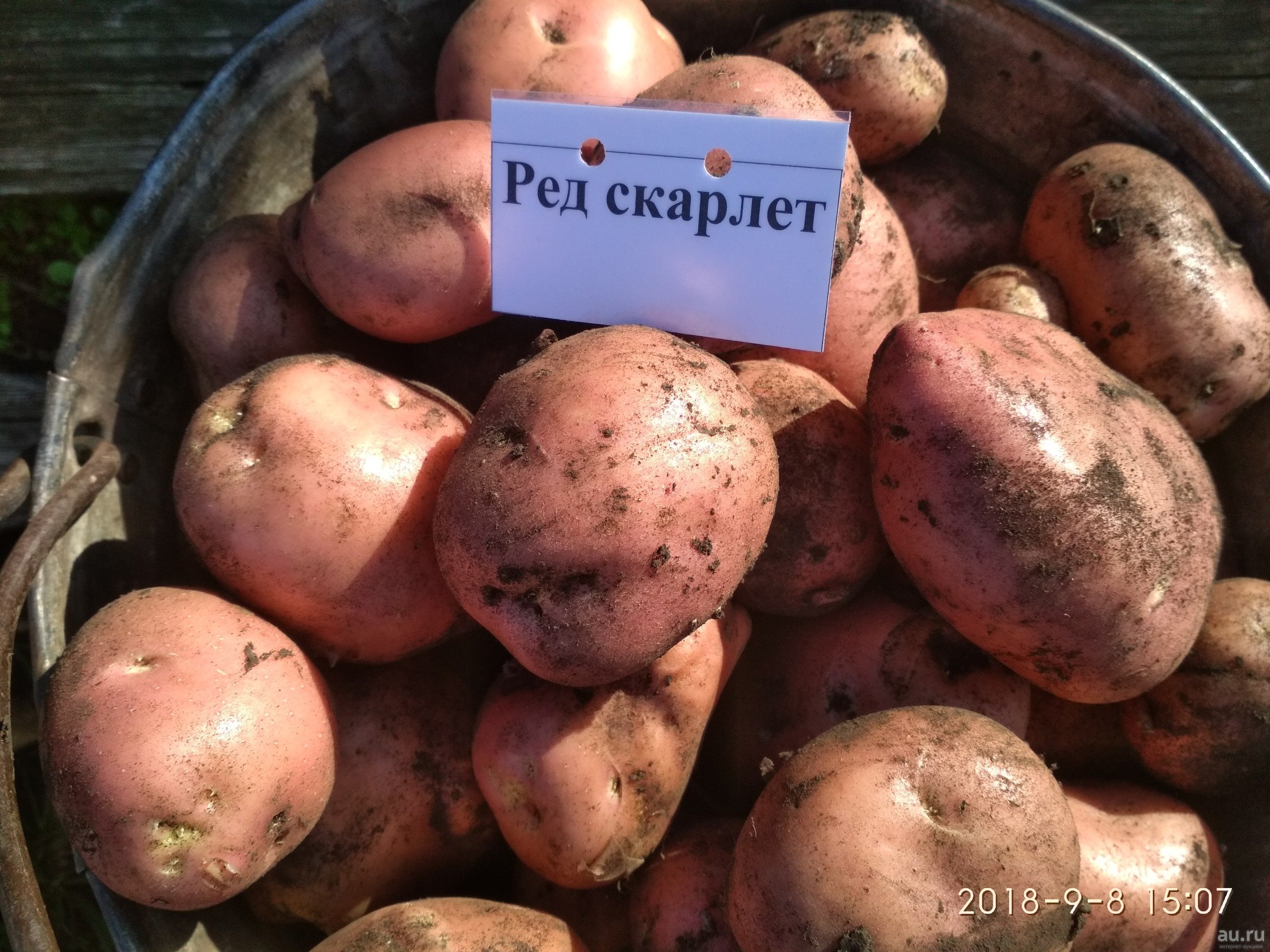 Картофель розара: характеристика и описание сорта, выращивание и уход
