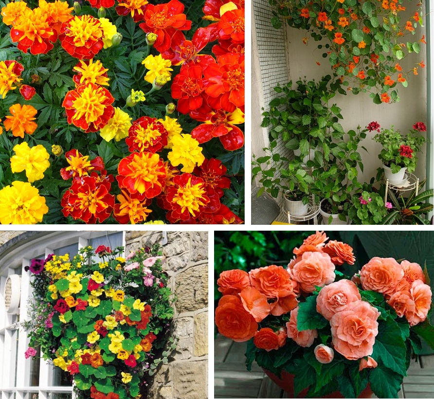 Как использовать цветы для оформления балкона и лоджии?