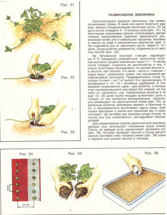 Как размножить клубнику: делением куста, усами, семенами
