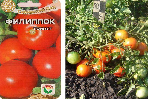 Описание томата Филиппок, выращивание и дальнейший уход