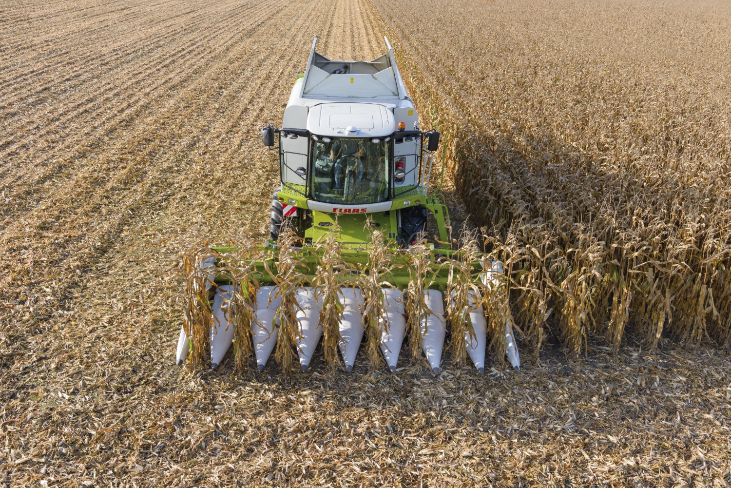 Кукуруза на силос: сорта, технология выращивания, урожайность, уборка
