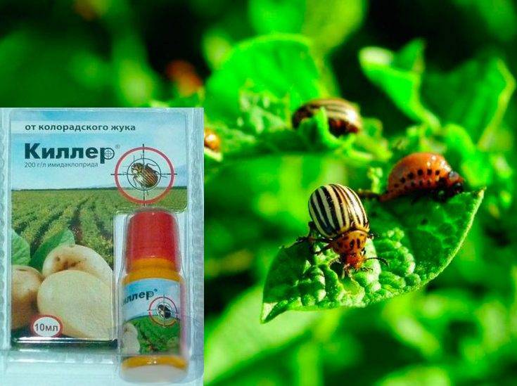 Алатар от колорадского жука: инструкция по применению средства