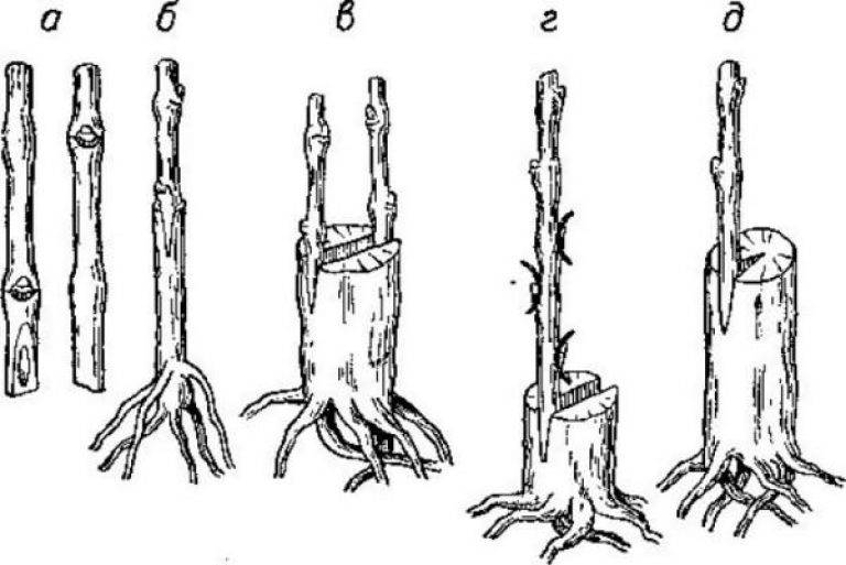 Прививка яблони весной для начинающих в картинках пошагово в расщеп