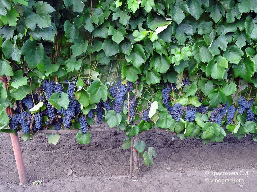 Описание сорта винограда зилга, характеристики, преимущества и недостатки
