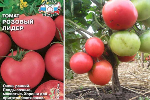 Описание томата Розовый Лидер, выращивание рассады и правила ухода