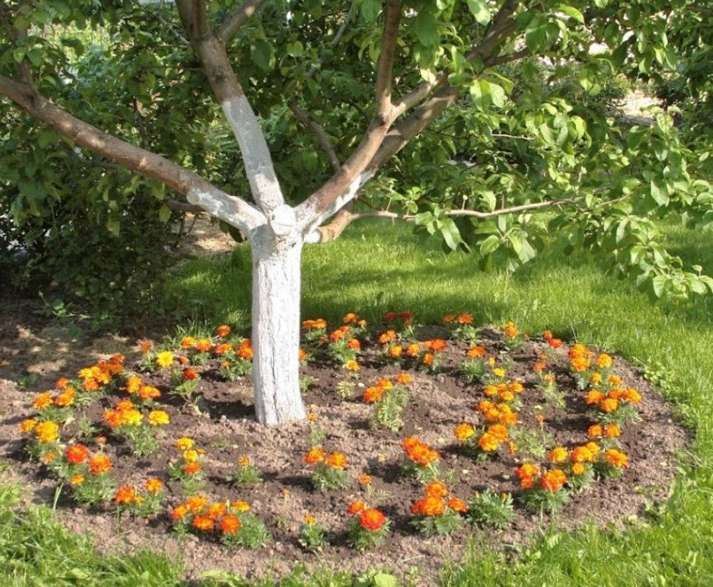 Какие цветы или растения можно посадить в тени под яблоней в саду