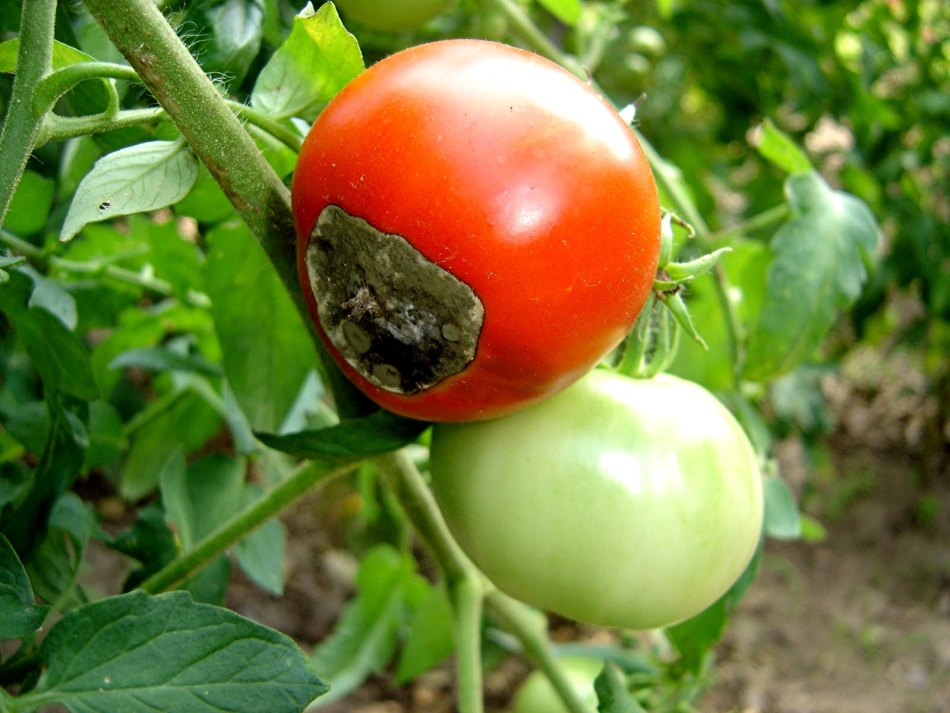 Вершинная гниль томатов в теплице: причины и как с ней бороться (лечение препаратами и народными средствами) + видео