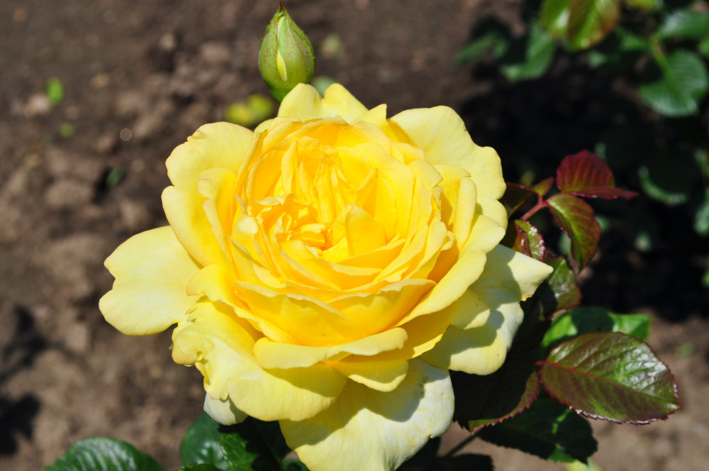 ✅ выращивание розы флорибунда: посадка и уход в открытом грунте для новичков - tehnomir32.ru
