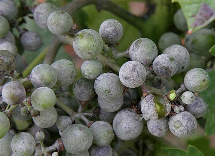 Болезни винограда и их лечение, а также борьба с вредителями и меры профилактики