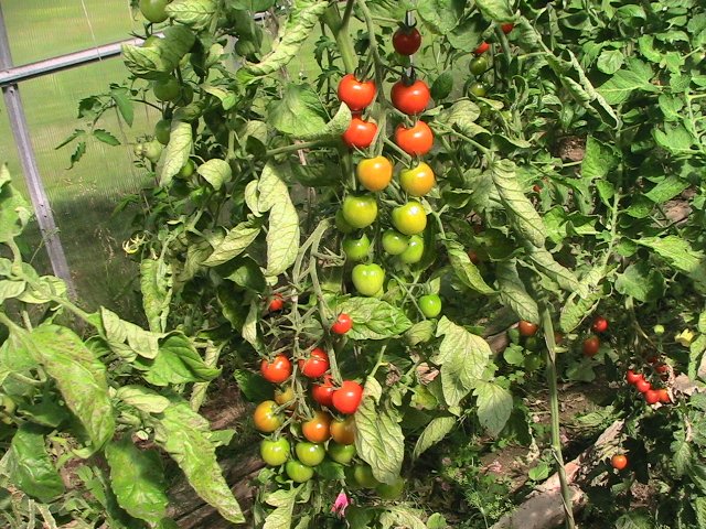 Томат барбарис: характеристика и описание сорта, урожайность, отзывы