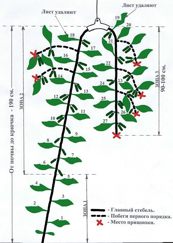 Посадка арбузов в теплице, в том числе из поликарбоната, а также схема размещения растений