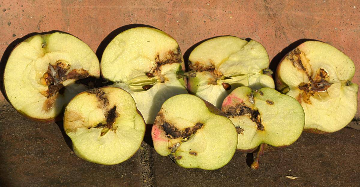 Вредитель листовертка: как бороться на яблоне, груше, фото, препараты и средства